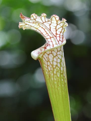 ซาราซีเนีย Sarracenia leucophylla