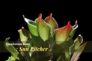 carnivorous plant Sun Pitcher Heliamphora