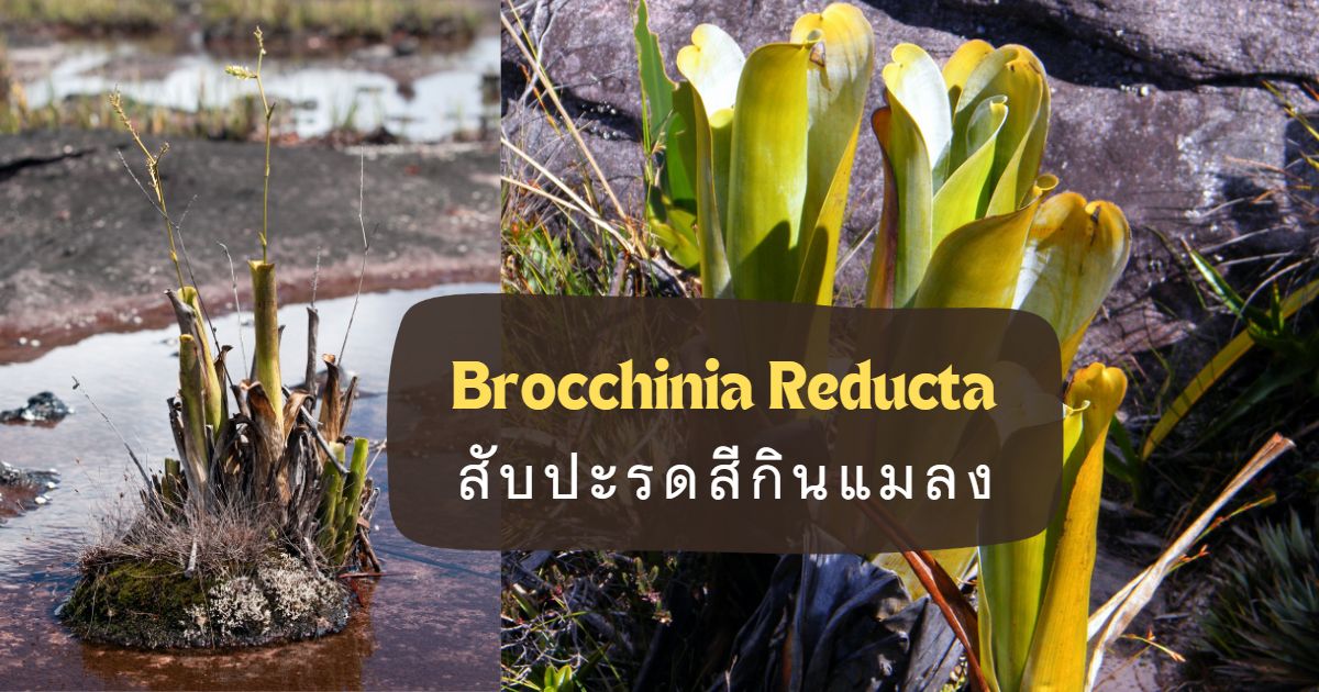 Brocchinia Reducta สายพันธุ์สับปะรดสีกินแมลงด้วยกับดักบ่อน้ำย่อย